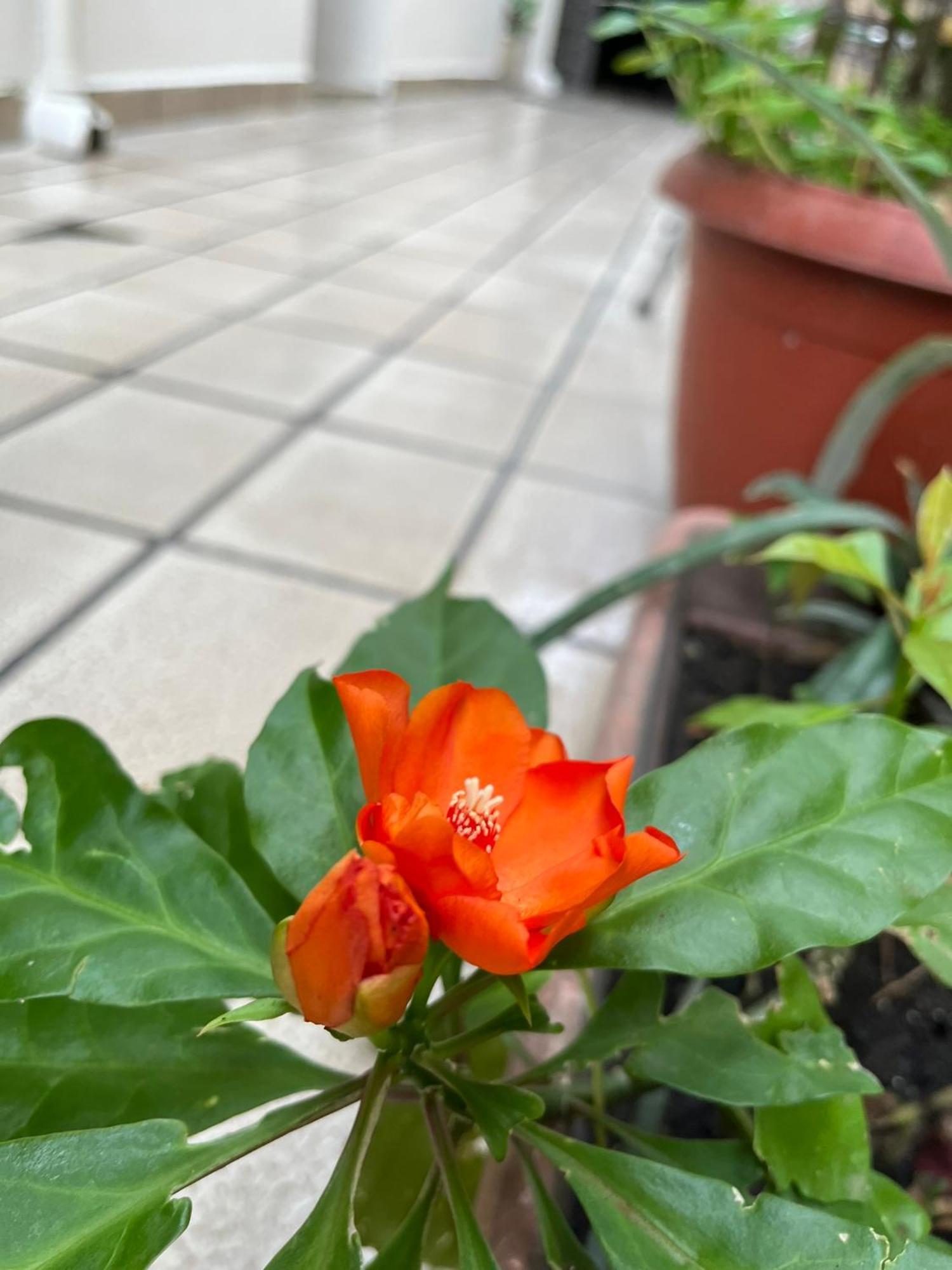Aldeia Hostel Manaus Zewnętrze zdjęcie