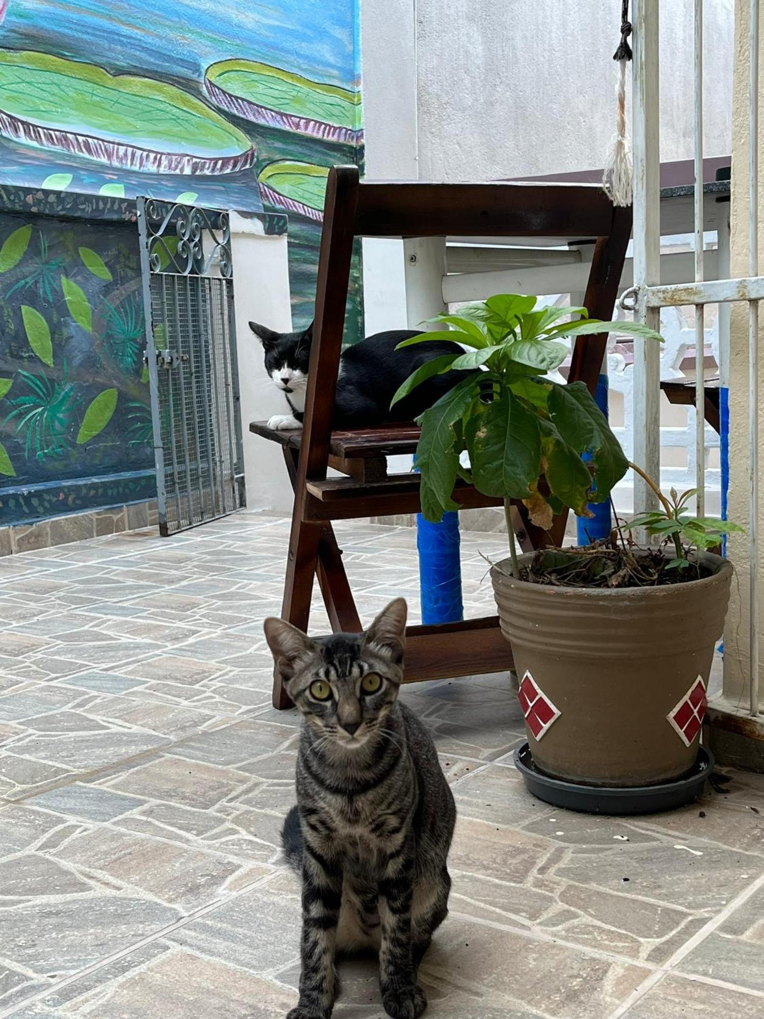 Aldeia Hostel Manaus Zewnętrze zdjęcie